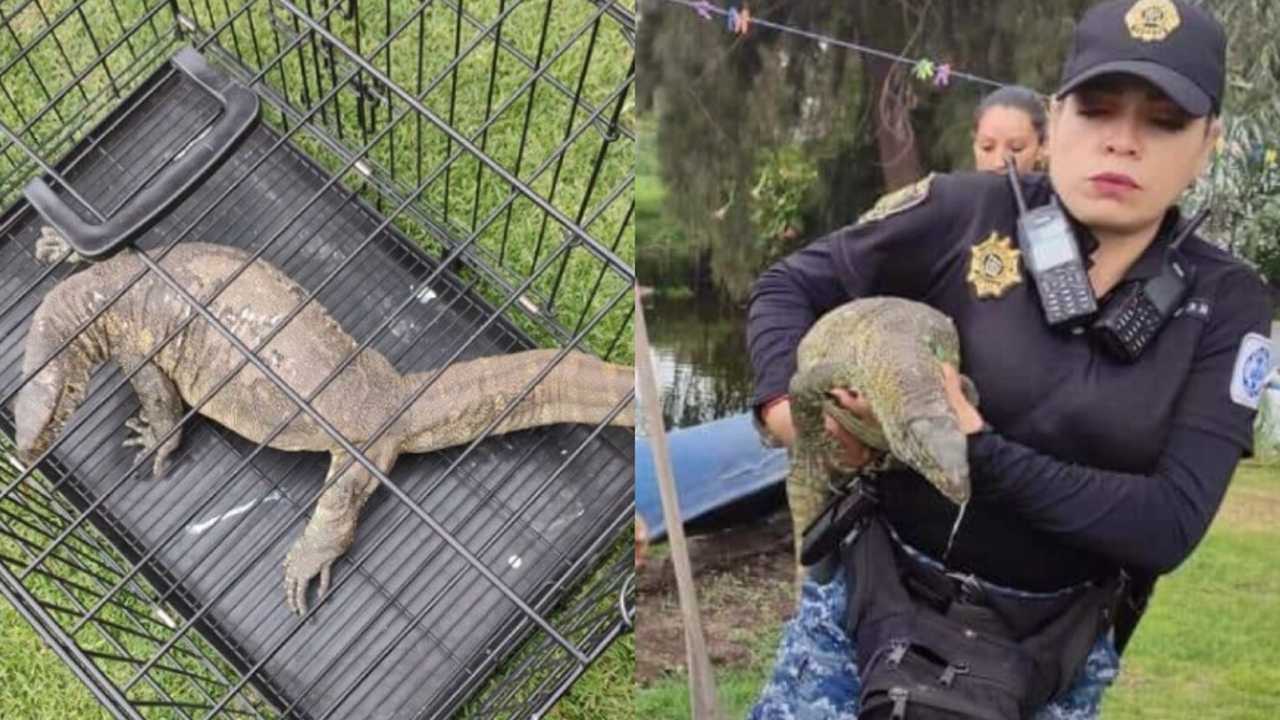 VIDEO: Ni caimán ni cocodrilo: Rescatan rara especie en aguas de Xochimilco  - Pásala